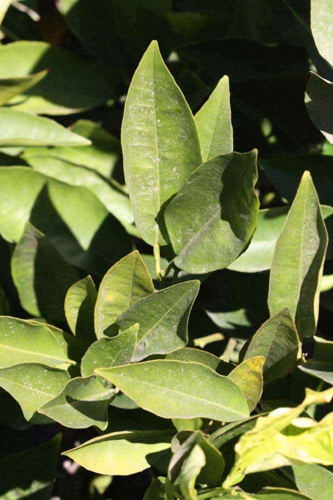            Sun leaves (Riverside, CA)   